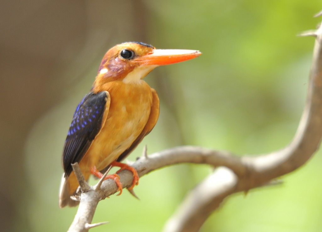 Blue bird